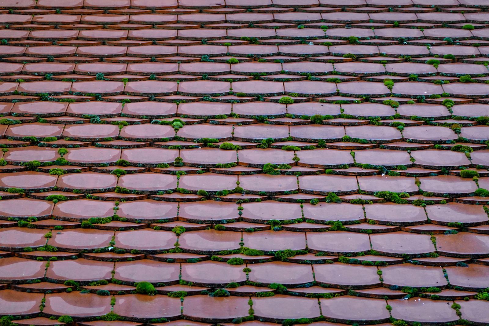Tuiles anciennes couvertes de mousse
